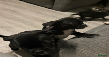 Frug dogs 3 Male Frugs left. Available now! - Advert 7