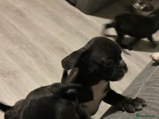 Frug dogs - Advert 2