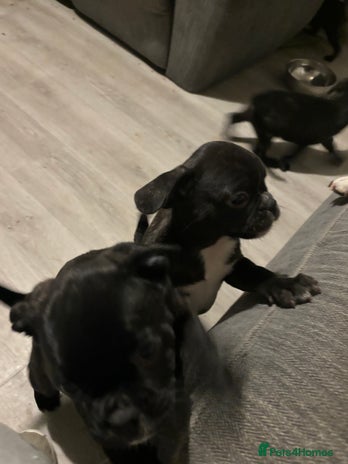 Frug dogs - Advert 3