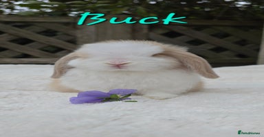 Mini Lop rabbits - Advert 1