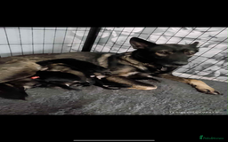 German Shepherd dogs for sale: Male German shepherd puppy ready now - Image 1