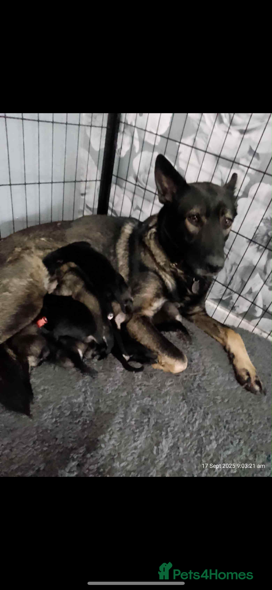 German Shepherd dogs for sale: Male German shepherd puppy ready now - Image 1