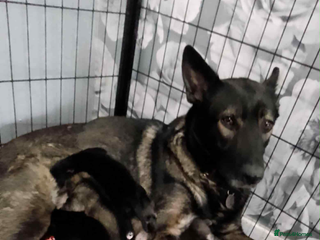 German Shepherd dogs for sale - Advert 1