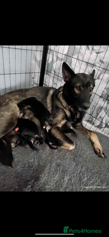 German Shepherd dogs - Advert 9