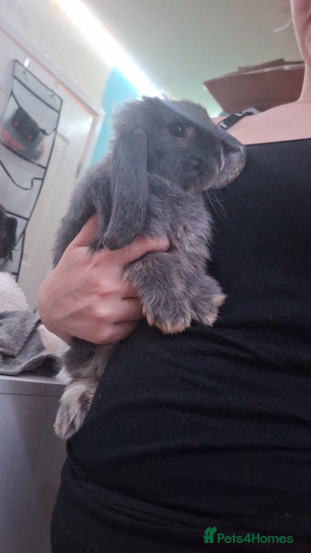 Mini Lop rabbits for sale: 6 beautiful mini lops, 3 girls 3 boys - Advert 8
