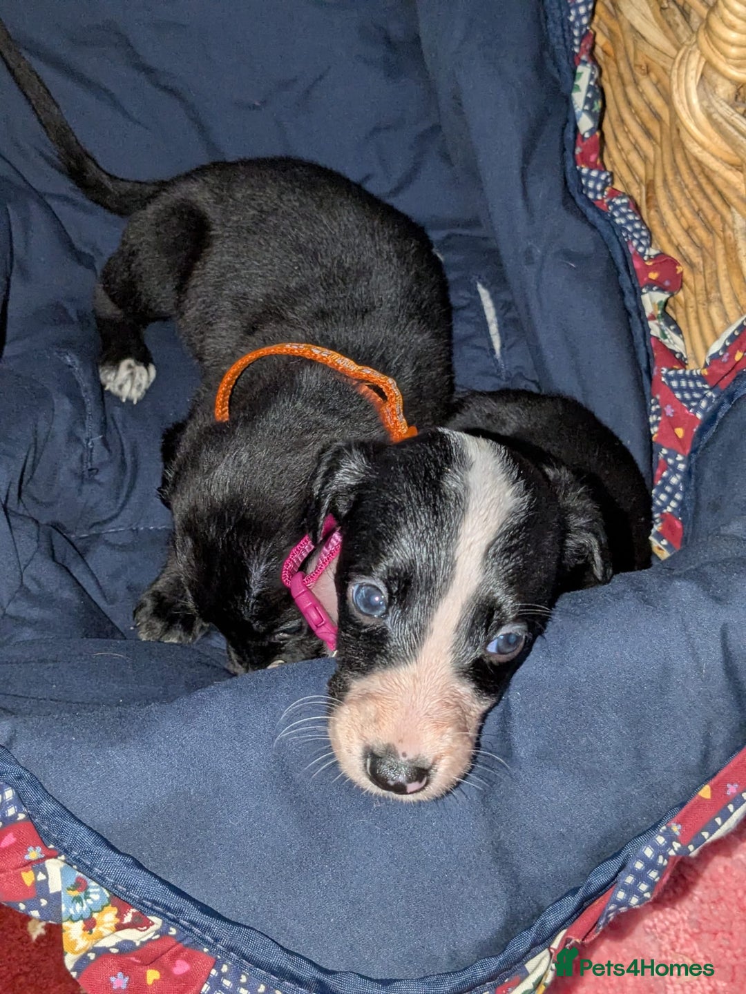 Mixed Breed dogs for sale: Saluki whippets  - Image 11