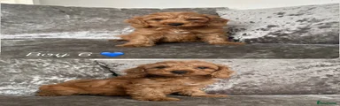 Cockapoo 6