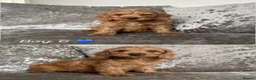 Cockapoo dogs for sale: Cockerpoo  - Advert 8