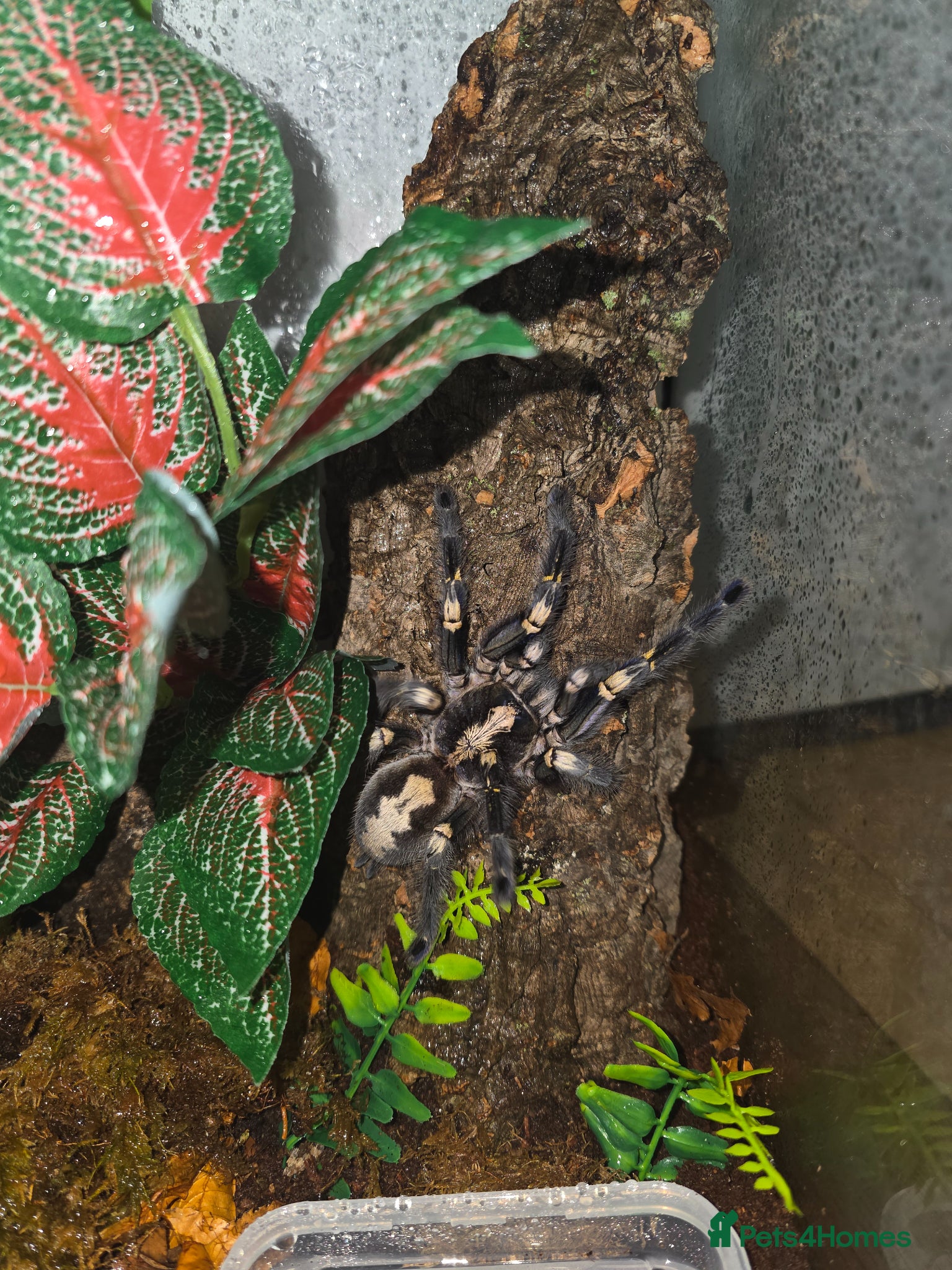 Tarantulas invertebrates Adult Female P Metallica - Advert 3