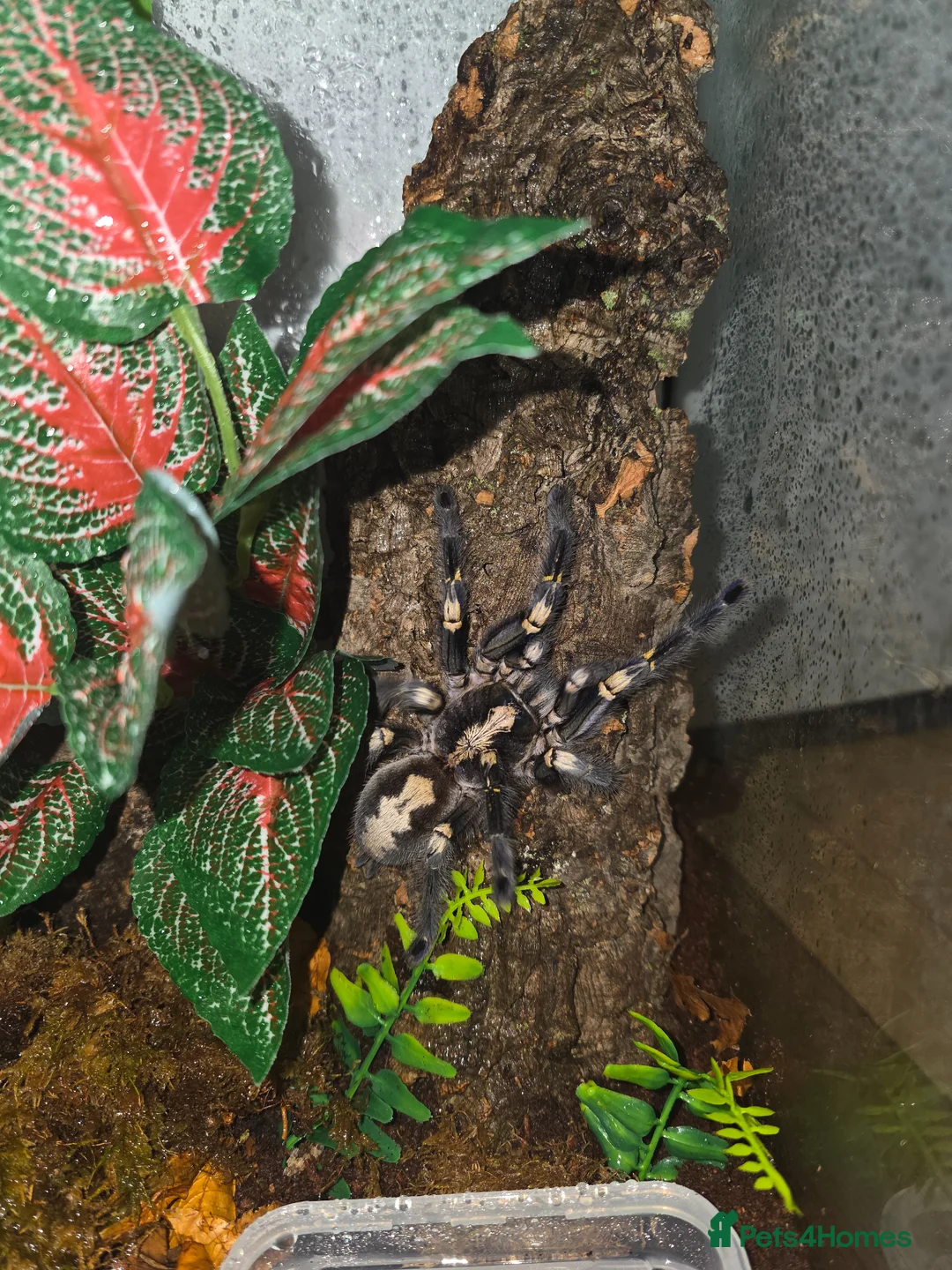 Tarantulas invertebrates for sale: Adult Female P Metallica - Advert 1