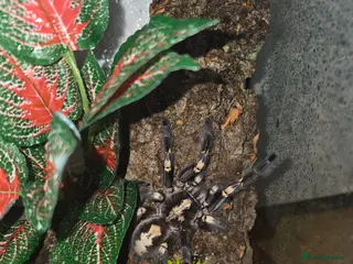 Tarantulas invertebrates AF P metallica and G Rosea - Advert 1