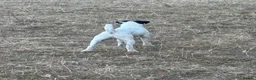 Jack Russell dogs for sale: Jack Russell dog 6 months old  - Advert 13