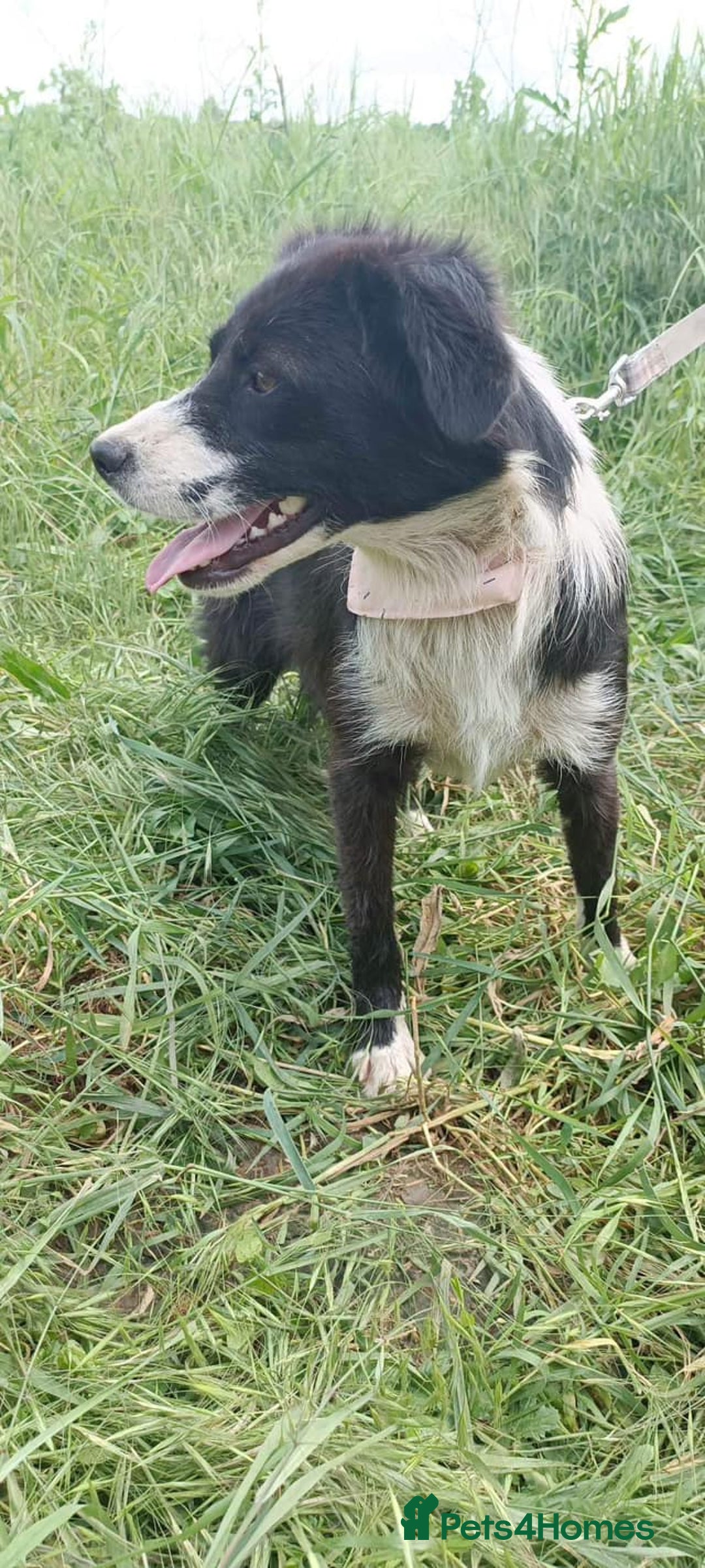 Mixed Breed dogs for adoption: Terrific Trixie - Image 8