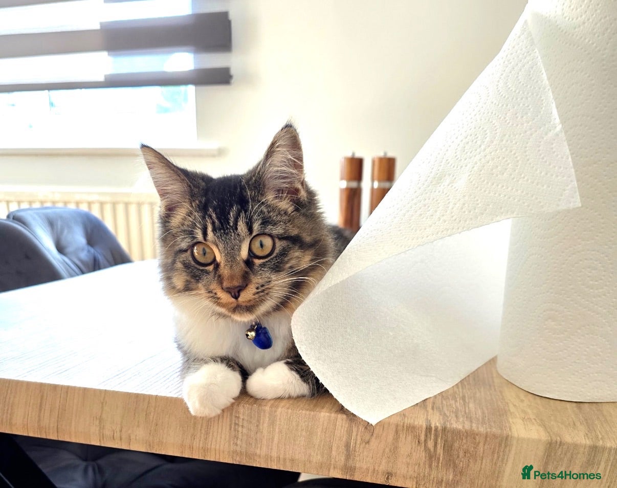 Mixed Breed cats Kitten  - Advert 2