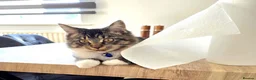 Mixed Breed cats for sale: Kitten  in Loughborough - Advert 1