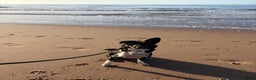 Border Collie dogs for sale: Meet Bow  - Advert 1