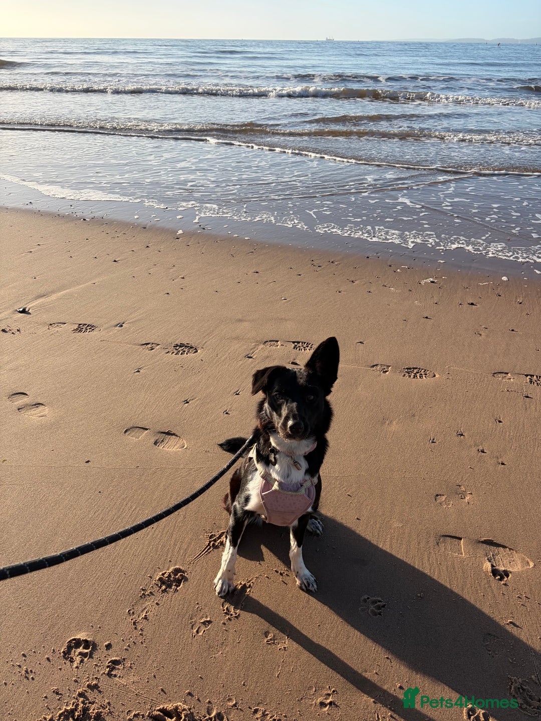 Border Collie dogs for sale: Meet Bow  - Advert 1