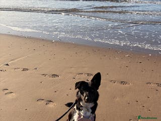 Border Collie dogs Meet Bow - Advert 2