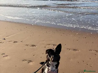 Border Collie dogs Meet Bow - Advert 4