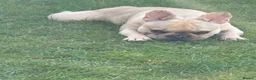 French Bulldog dogs for sale: Stunning 3rd generation French Bulldog puppies - Advert 23