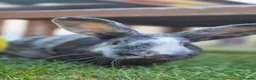 Mixed Breed rabbits for sale: Monster Munch - neutered & Vaccinated  - Advert 2