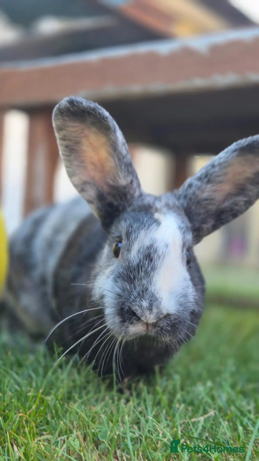 Mixed Breed rabbits for sale: Monster Munch - neutered & Vaccinated  - Advert 2