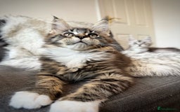Maine Coon cats for sale: Champions- Bloodline Purebred Maine Coon Kittens  - Image 3