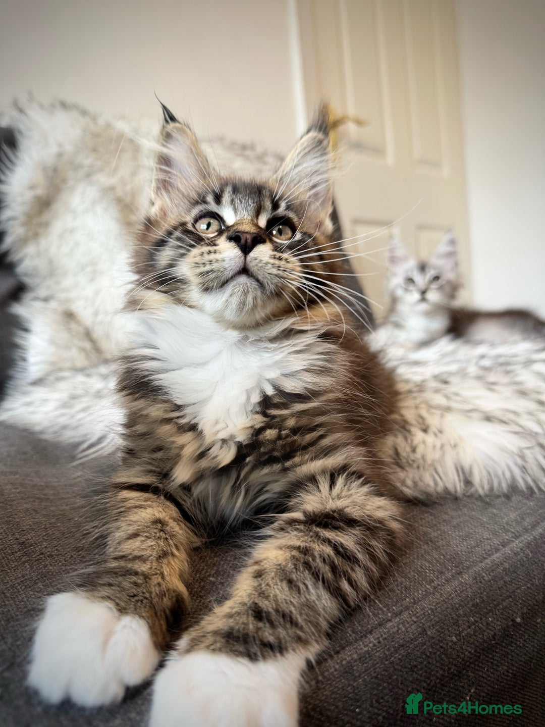 Maine Coon cats for sale: Champions- Bloodline Purebred Maine Coon Kittens  - Image 3