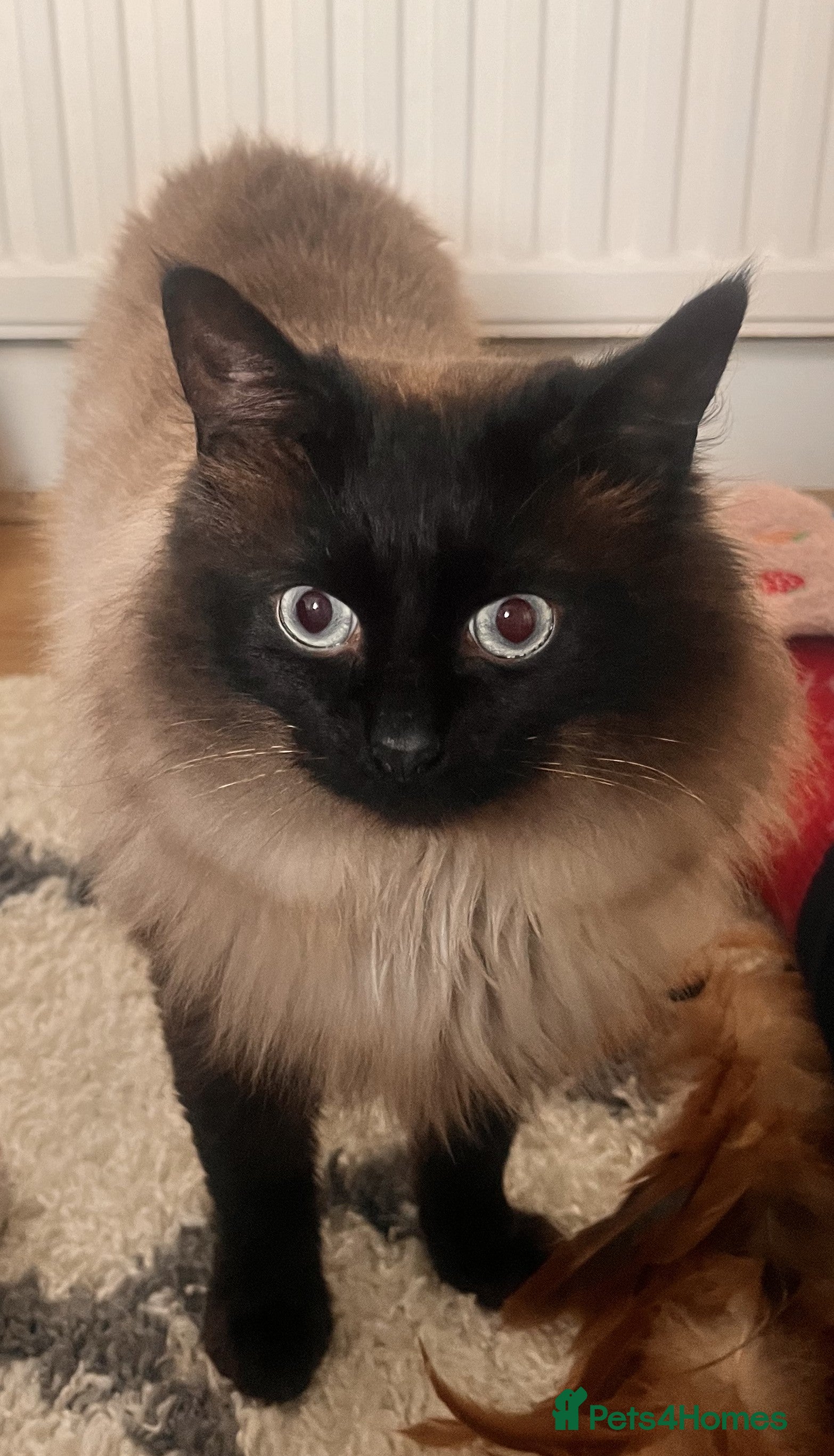 Ragdoll cats Ragdoll Male Cat 2 years old in Cardiff - Advert 17