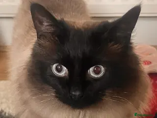 Ragdoll cats Ragdoll Male Cat 2 years old in Cardiff - Advert 1