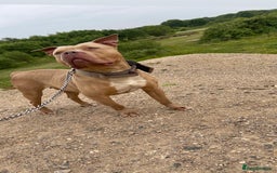 American Bull Staffy dogs for sale: Gorgeous 4 yr old girl looking for forever home ❤️ - Advert 1