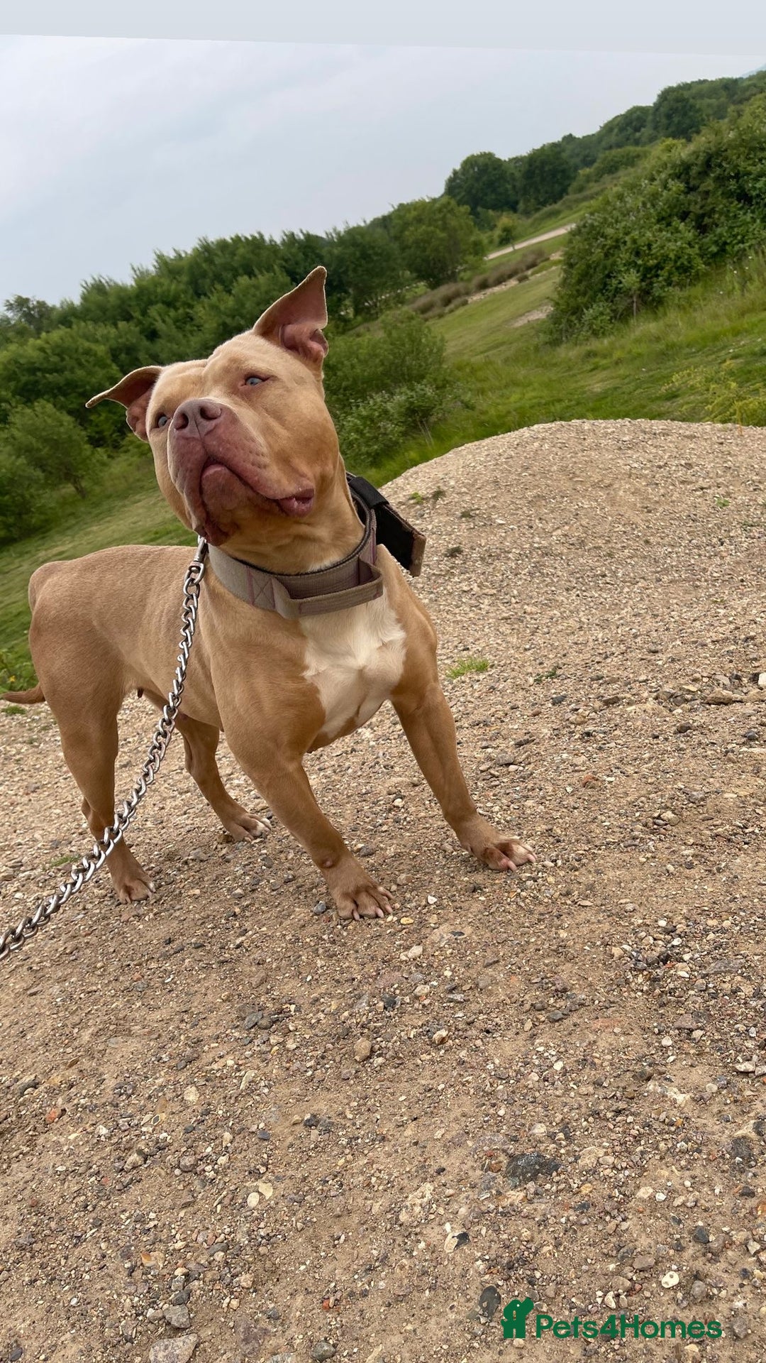 American Bull Staffy dogs for sale: Gorgeous 4 yr old girl looking for forever home ❤️ - Advert 1