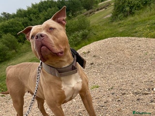 American Bull Staffy dogs for sale: Gorgeous 4 yr old girl looking for forever home ❤️ - Advert 1