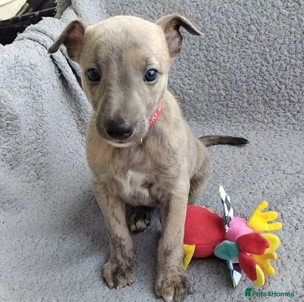 Whippet dogs KC Reg - Blue Brindle whippets - Advert 3