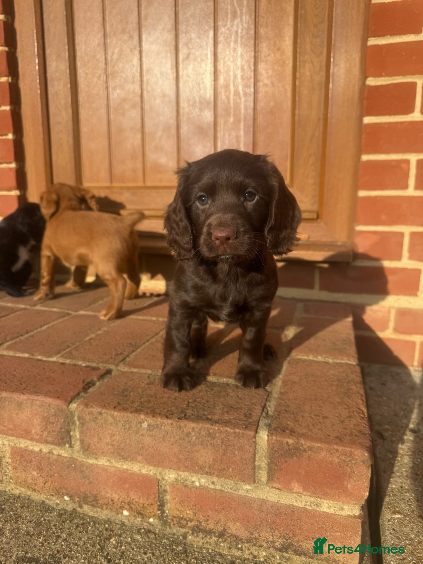 Cocker Spaniel dogs Beautiful KC Working Cocker Spaniel puppies  - Advert 2