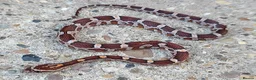 Corn Snake reptiles for sale: 2026 Corn Snake Hatchlings  - Advert 4