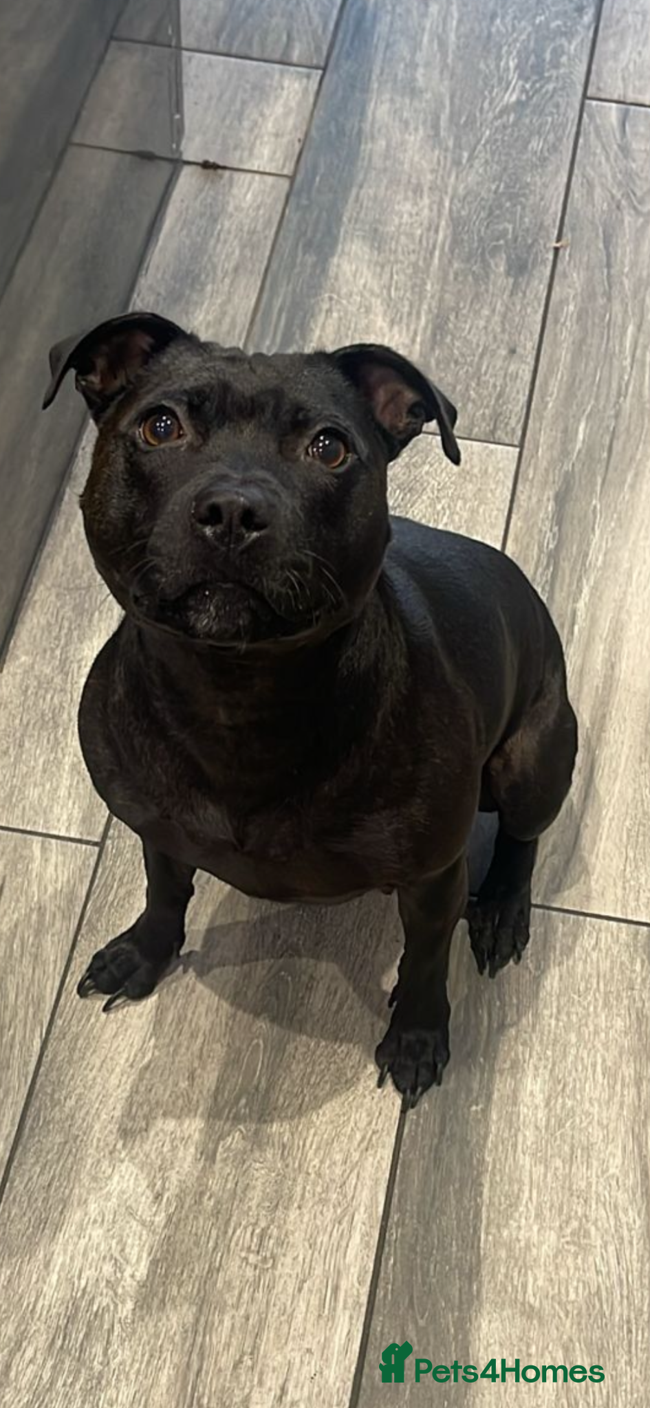 Staffordshire Bull Terrier dogs KC REG STAFFORDSHIRE BULL TERRIER PUPS DUE JUNE  - Advert 4