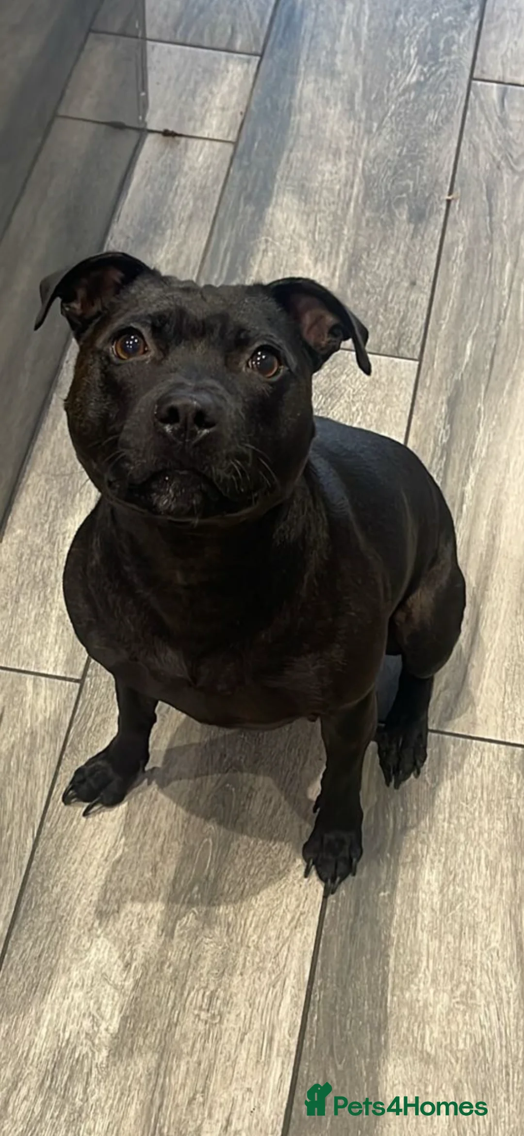 Staffordshire Bull Terrier dogs for sale: KC REG STAFFORDSHIRE BULL TERRIER PUPS DUE JUNE  - Advert 1