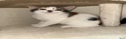 Mixed Breed cats for sale: Calico female kitten - Advert 5