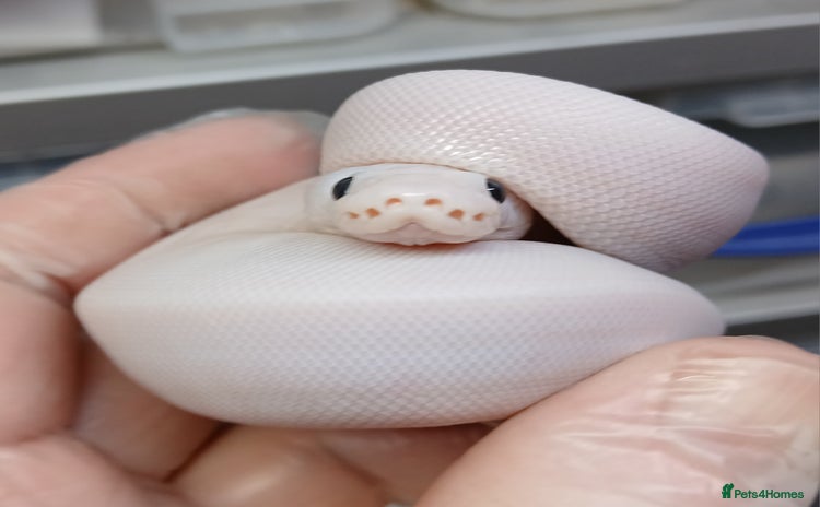 Python Snake reptiles - Advert 6