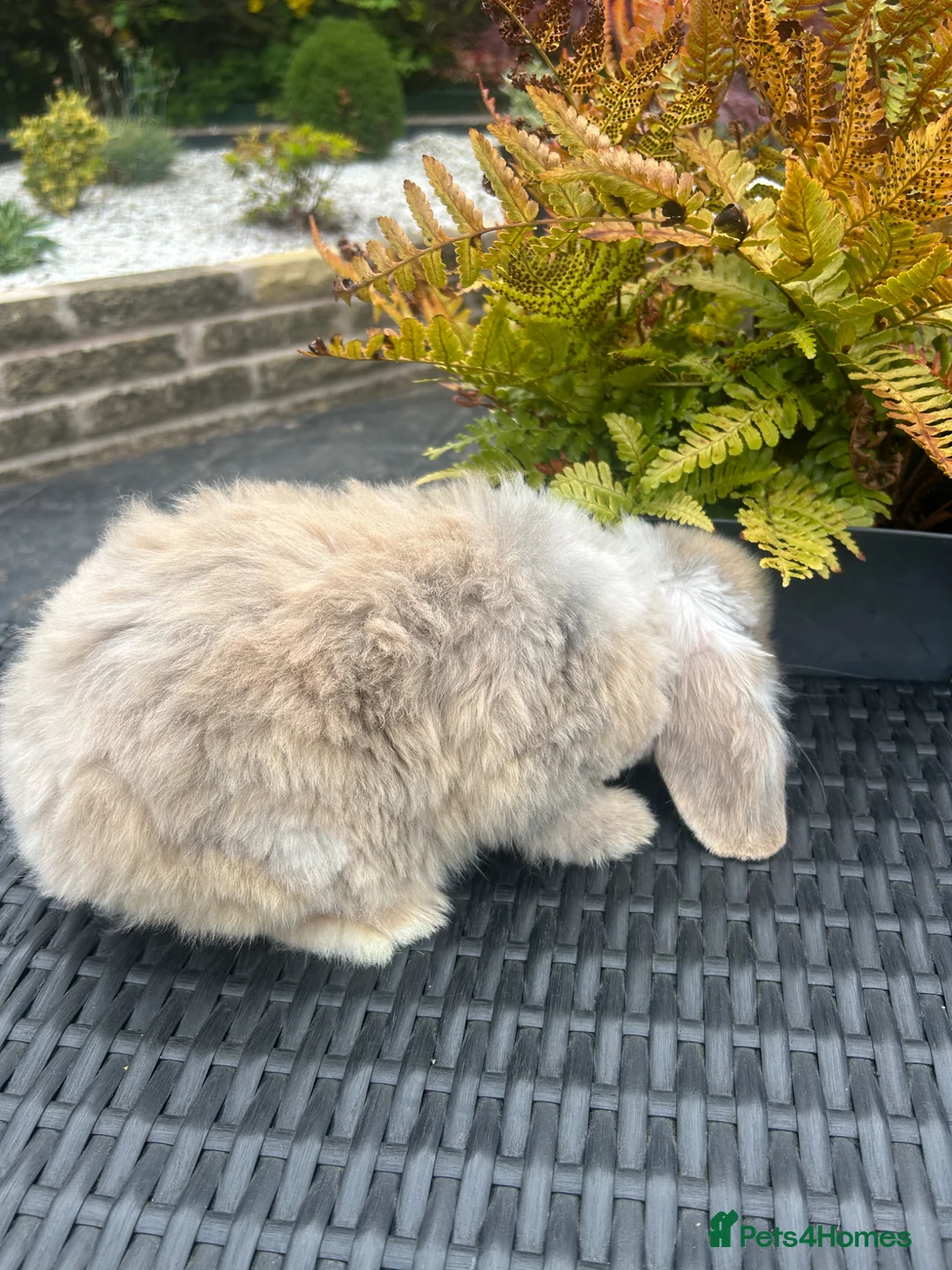 Mini Lop rabbits for sale: mini lops looking for their forever home £70 - Advert 9
