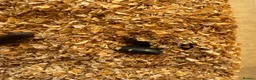 Beetles invertebrates for sale: Darkling beetles 15 breeding pairs ready in Nottingham - Advert 4