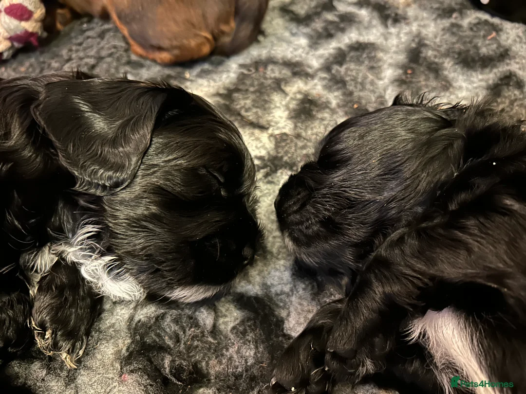 Mixed Breed dogs for sale: F1b Cocker Tzu Puppies - Advert 6