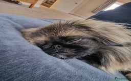 Pekingese dogs for sale: Sleeve Pekingese  - Advert 6