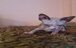 Sphynx cats for sale: Sphynx girl kitten for sale - Image 9