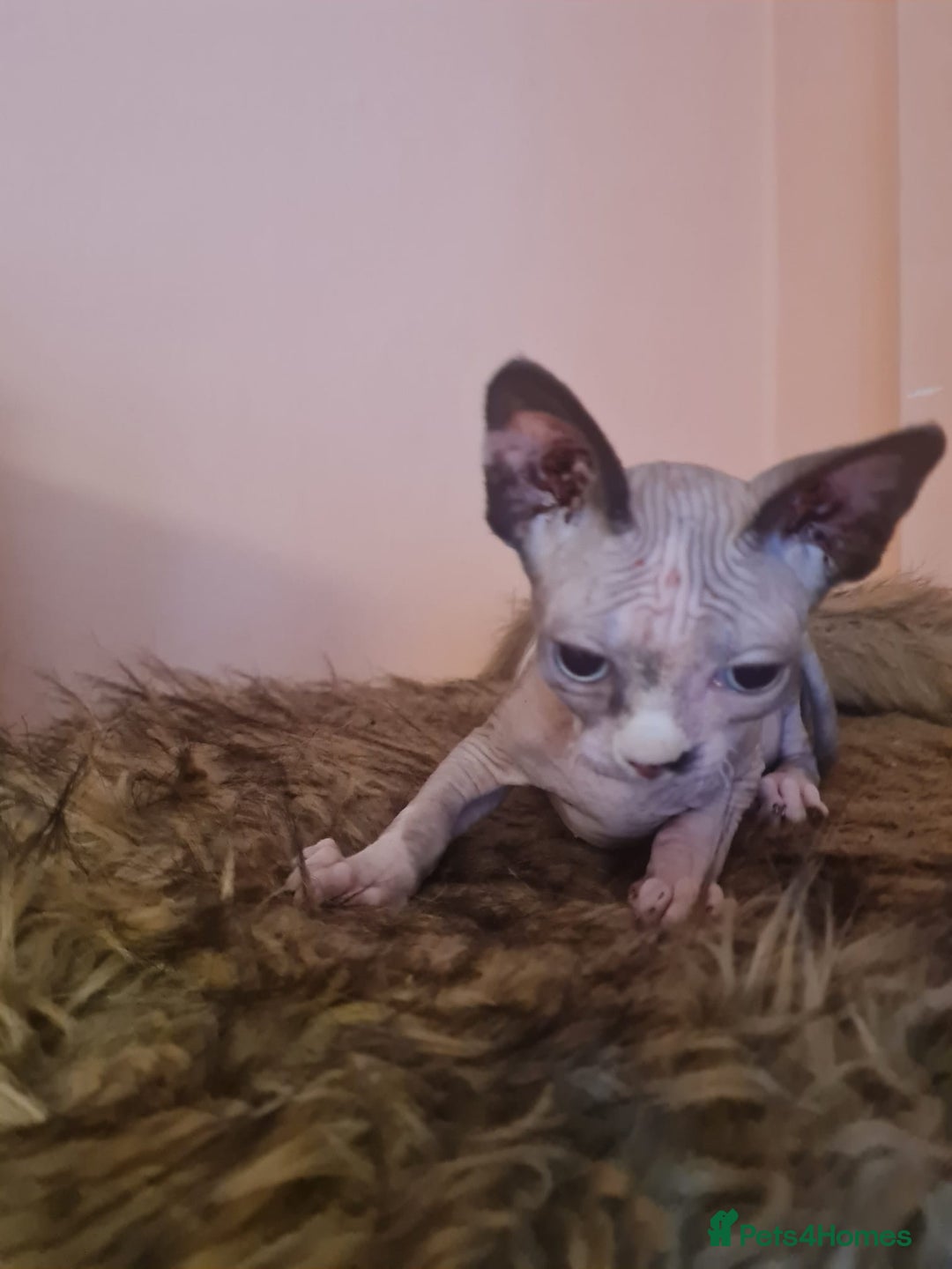 Sphynx cats for sale: Sphynx girl kitten for sale - Image 9