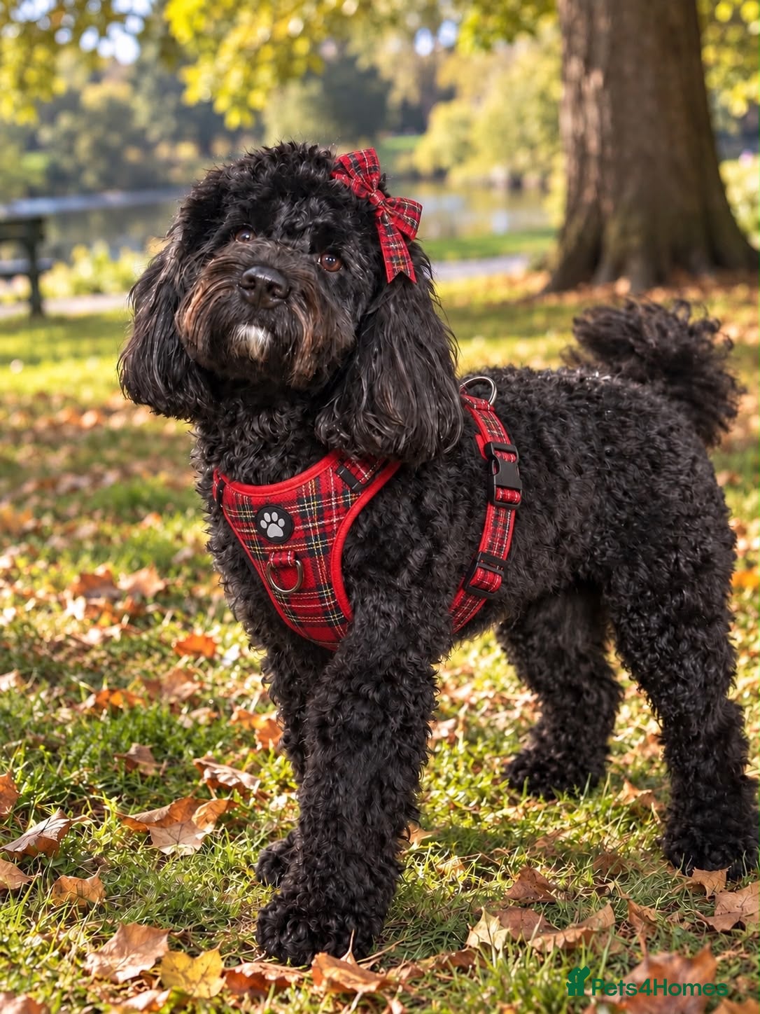 Cockapoo dogs Minnie & Hugo’s Waiting List  - Advert 1