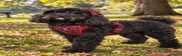Cockapoo dogs for sale: Minnie & Hugo’s Waiting List  - Advert 1