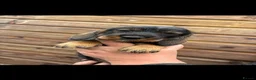 Dachshund dogs for sale: Dachshund KC wire haired puppies  - Advert 22