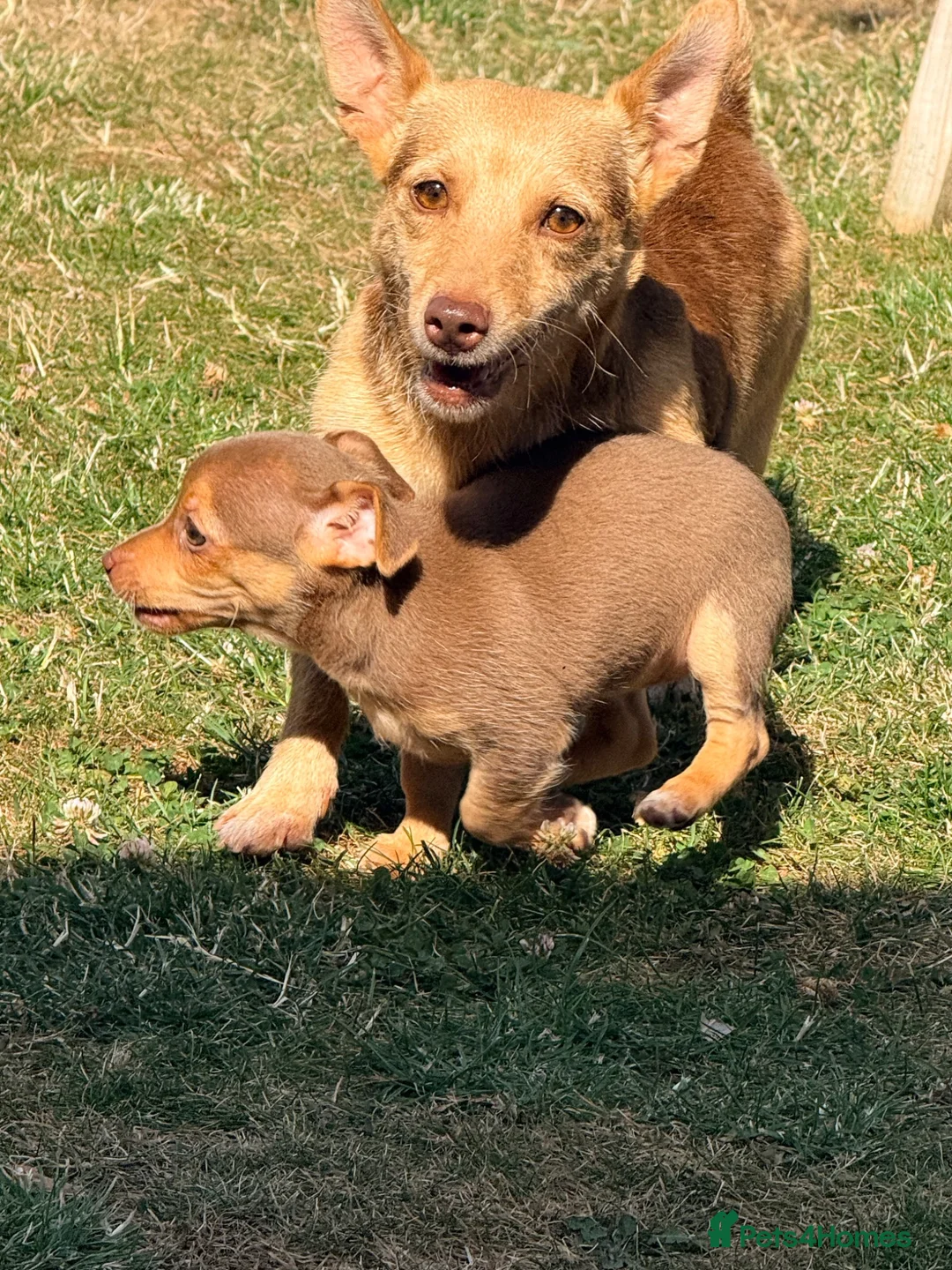 Jack Russell dogs for sale: Stunning girl pup Jack Russell  - Advert 4